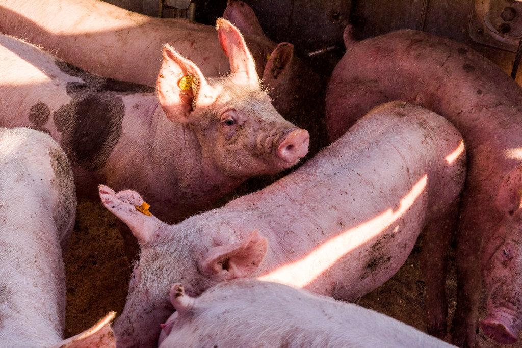 Prijsafspraken voor vleesvarkens, vleesbiggen en vleeszeugen